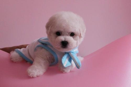 比熊吃小白瓜,一场甜蜜的夏日邂逅